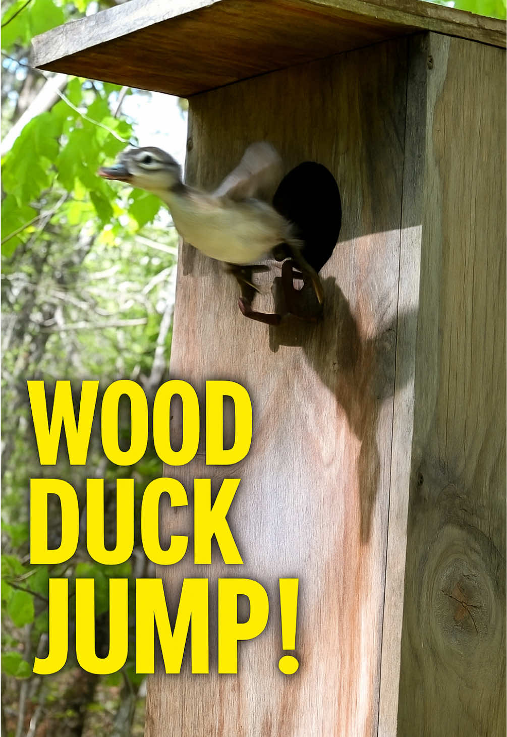 Trail cam caught baby wood ducks making the leap this morning. One of the wildest things I’ve ever recorded @WareHouseFarms19 #woodducks #trailcamfootage #babyducks #wildlifevideo #ducktok #virginiabirds #naturemoment #fyp
