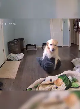 When the dog in the surveillance hears the owner's voice#fyp #dog #dogs #funnydog #funnyvideo #dogsoftiktok 