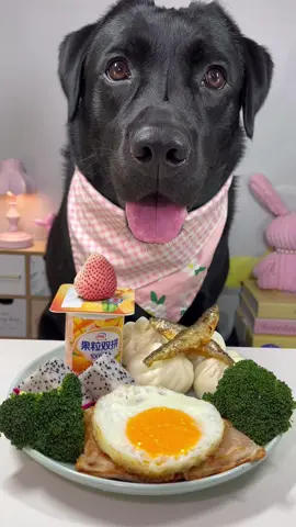 #labrador #cute #dog #pet #feed 