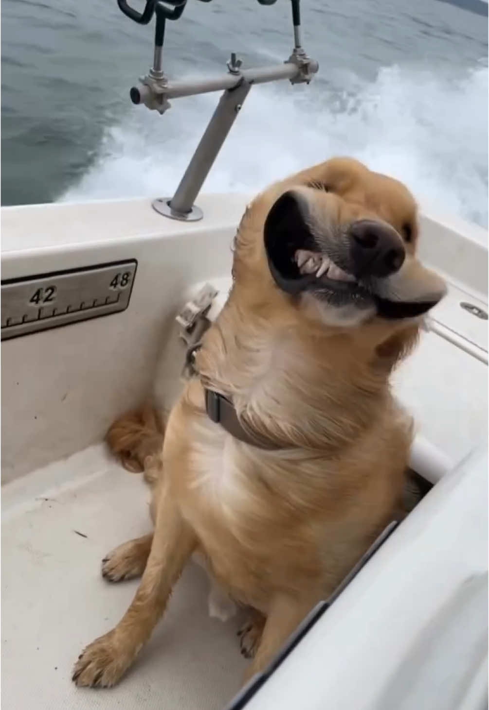 bros living it up 🐶 (song: ilyTOMMY - pretty ho3) #ilytommy #fyp #fypシ #fyppppppppppppppppppppppp #explore #explorepage #undergroundmusic #viral #viralvideo #dog #musicforyou #boat #dogsoftiktok #funnyvideos #doglover #pet #PetsOfTikTok #petlover #dogtok #jerk #hoodtrap #meme #tiktok 