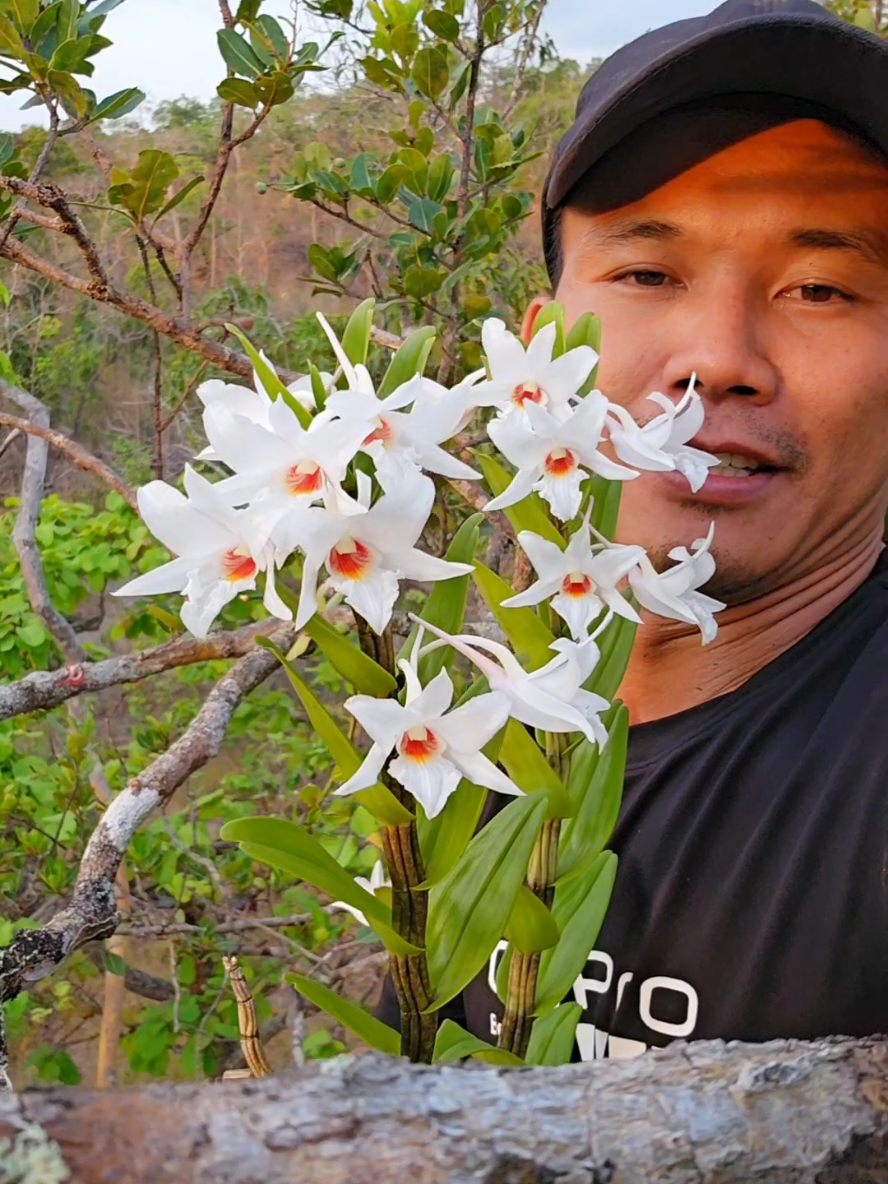 nhất điểm hồng nở trắng tinh khôi #hoalan #orchid #hoangnhant8 #hoalanrung #lanrungnohoa #phonglan #