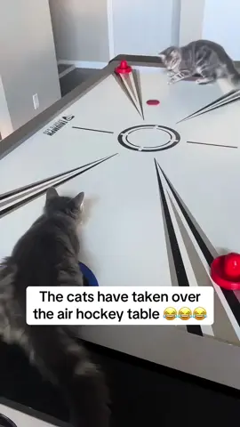 Cat that play ball.#fyb #funny #funnyvideo #catsoftiktok 