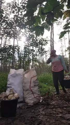 assalamualaikum diinfokn gatah turun plng harini,kyp sanak sama kh jua