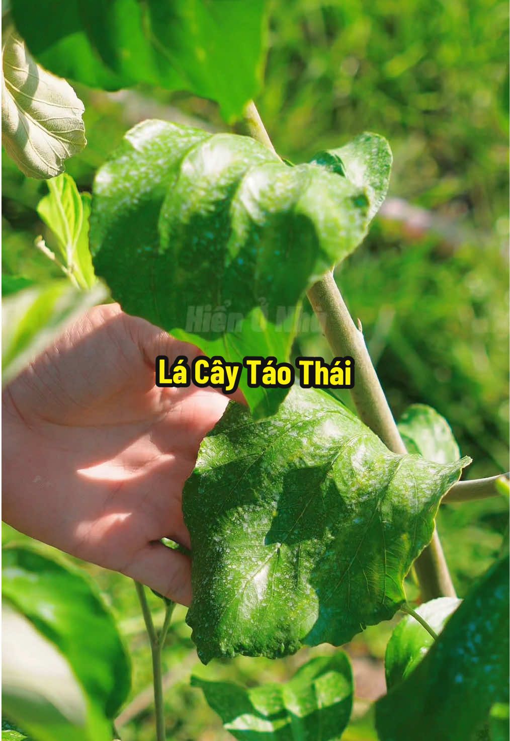 Chăm Cây Táo Thái Siêu Tốt Lá To Dày Khoẻ Bằng Sâm Dưỡng Cây Nha #hienonha 