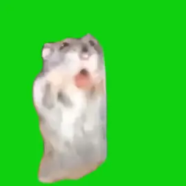hamster lulululu #meme #hamster #hamstermeme #hamsterlululu #hamsterblablabla