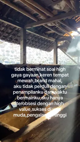 noto masa depan sik💪🏻#cilacilofarm #peternaksapiindonesia #fyp 