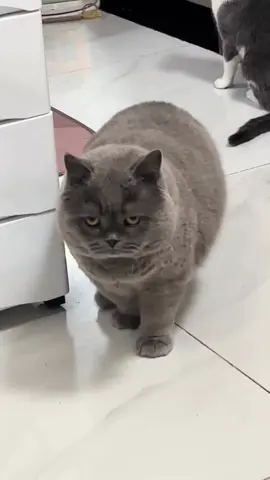 Meomeo kiểu: quay quài😅😅 #meomeo #meocute #meodethuong #meodangiu #xuhuong #xuhuongtiktok #trending #viraltiktok 
