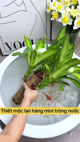Thiết mộc lan thuỷ sinh khi nó nở hoa sẽ rất thơm #caycanhdep #thietmoclan #goldenlifegarden 