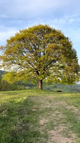 Yalnız Ağaç 🌳 #yalnızağaç #zonguldak 