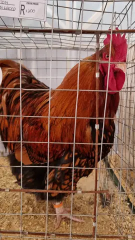 Is the Golden Laced Orphington the best breed. #chicken #orphingtonchickens 