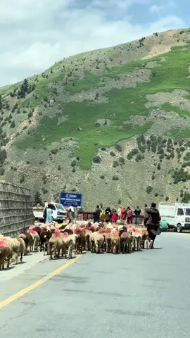 Beauty of Naran Kaghan 🏔️😍 Dm on WhatsApp for Trips Details 👉03489930504 We Organise By Road & By Air Trips I| group tours Il private tours Il Honeymoon tours Il Customised tours Il By air and By Road tours Il A: List of every week public tours to different destinations from Lahore- Faisalabad & Islamabad Our Tour Packages: 08 Days Grand Hunza + Skardu Tour 07 Days Skardu, Deosai & Basho valley 06 Days Skardu & Basho valley 05 Days Hunza-China boarder & Nalter 05 Days Fairy Meadows & Nangaparbat 03 Days Swat-Kalam & Malamjabba 03 Days Arangkel Neelum valley Kashmir 03 Days Kumrat valley Tour 03 Days Naran Kaghan  B: By air trips - 5 Days By air trip to Skardu valley - 5 Days By air trip to Hunza valley - 8 Days Hunza valley plus skardu valley For Further Details Dm us, WhatsApp +923489930504 #unfreezemyacount #travelwithshahbaz_yousaf #dildilpakistan 
