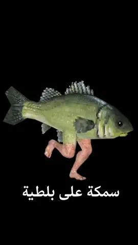 على وش المياا #fyp #foryou #foryoupage #viralvideo #viral #bodeeeldeeb #سمكة 