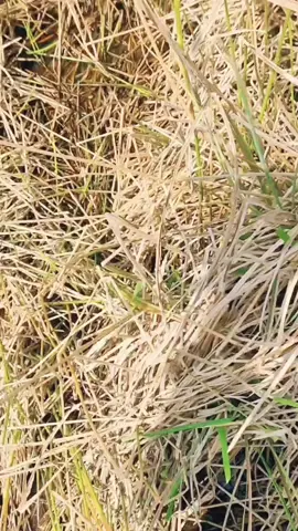 liwar panas menggantang iwak gin benaung 