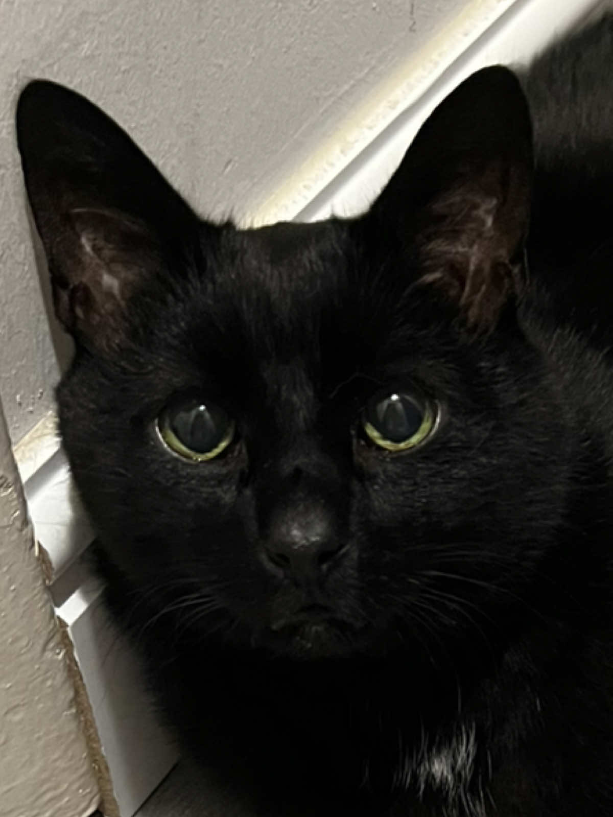 Them boba eyes tryna silently beg🥺🐈‍⬛🖤 . . . . . . . . . . . . . . . . . . #cat #cats #catsoftiktok #blackcat #blackcats #blackcatsaregoodluck #Love #adorable #aww #cute #baby #furbaby #family #catparents #catmom #catlady #catlover #funny #relatable #catproblems #void #voidcat #teefs #meow #anime #manga #tattoos #girlswithtattoos #boba #eyes #happy #blessed #snack #food #caught #caughtoncamera #tabbycat #drama #tabbycat #tortie #tortiecat