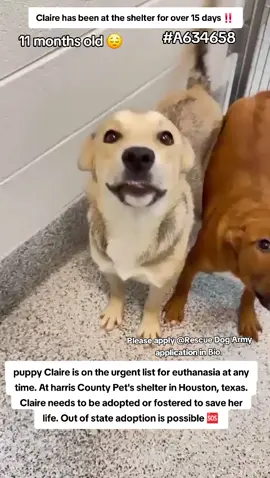 📣📣 URGENT 📣📣 Puppy Claire is on the urgent list for euthanasia ☠️ at any time 🕐 at harris County Pet's shelter in Houston texas. Claire needs to be adopted or fostered to save her life ‼️ 📣🆘️🆘️🆘️🆘️🆘️📣 Please consider fostering if you are unable to adopt it would save this sweet girls life 🙏💖🙏 Name. Claire  #A634658 age 11 months  Co kenneled  If you can foster or adopt please apply @Rescue Dog Army  application in Bio ASAP ‼️  OUT OF STATE ADOPTION IS POSSIBLE.  Please message me if you have any questions.  Let's all help Claire find her safe Exit from the shelter 🙏💜🙏 Address  Harris County Pet's shelter.  612 Canino Rd in Houston texas.  #adopt #rescue #foster #resuedogarmy #savealife #harriscountypets #euthlist #FYP #dogsoftiktok #urgentshelterd #fosteringsaveslives #houston #texas #help #urgent #hero 