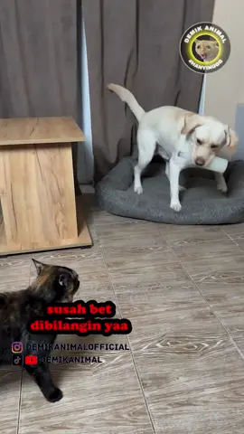 JANGAN NGEYEL SAMA KUCING #dubbing #dubbinglucu #dubbinghewan #dubbingbinatang #demikanimal #demikanimalofficial #dubbingindonesia #fyp #demikfootball #foryou