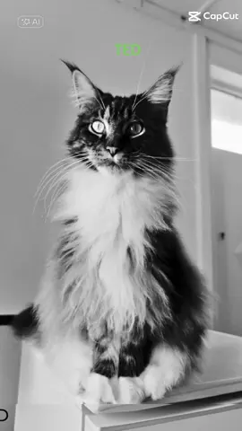 #TED maine coon 