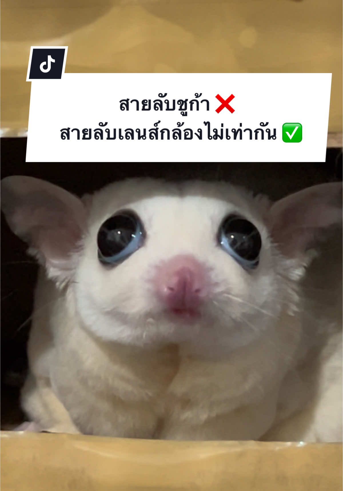 รุ่นนี้ระบบมีปัญหานิดหน่อย😂 #โม่มี่ชูก้าเทวดา #ชูก้าไกรเดอร์ตลก #ชูก้าไกรเดอร์ #ชูการ์ไรเดอร์ #ชูการ์ไกลเดอร์ #sugarglideroftiktok #sugarglider #สัตว์เลี้ยงน่ารัก #สัตว์เลี้ยงtiktok 