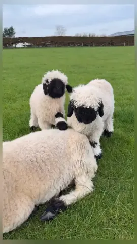 #tiktukviral #tranding #wildlifevideo #viral 