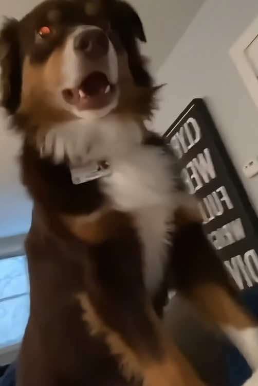 Which way do you like dogs to wake you up?#animal #pet #fouyou #dog #funnydog #funnyvideo 