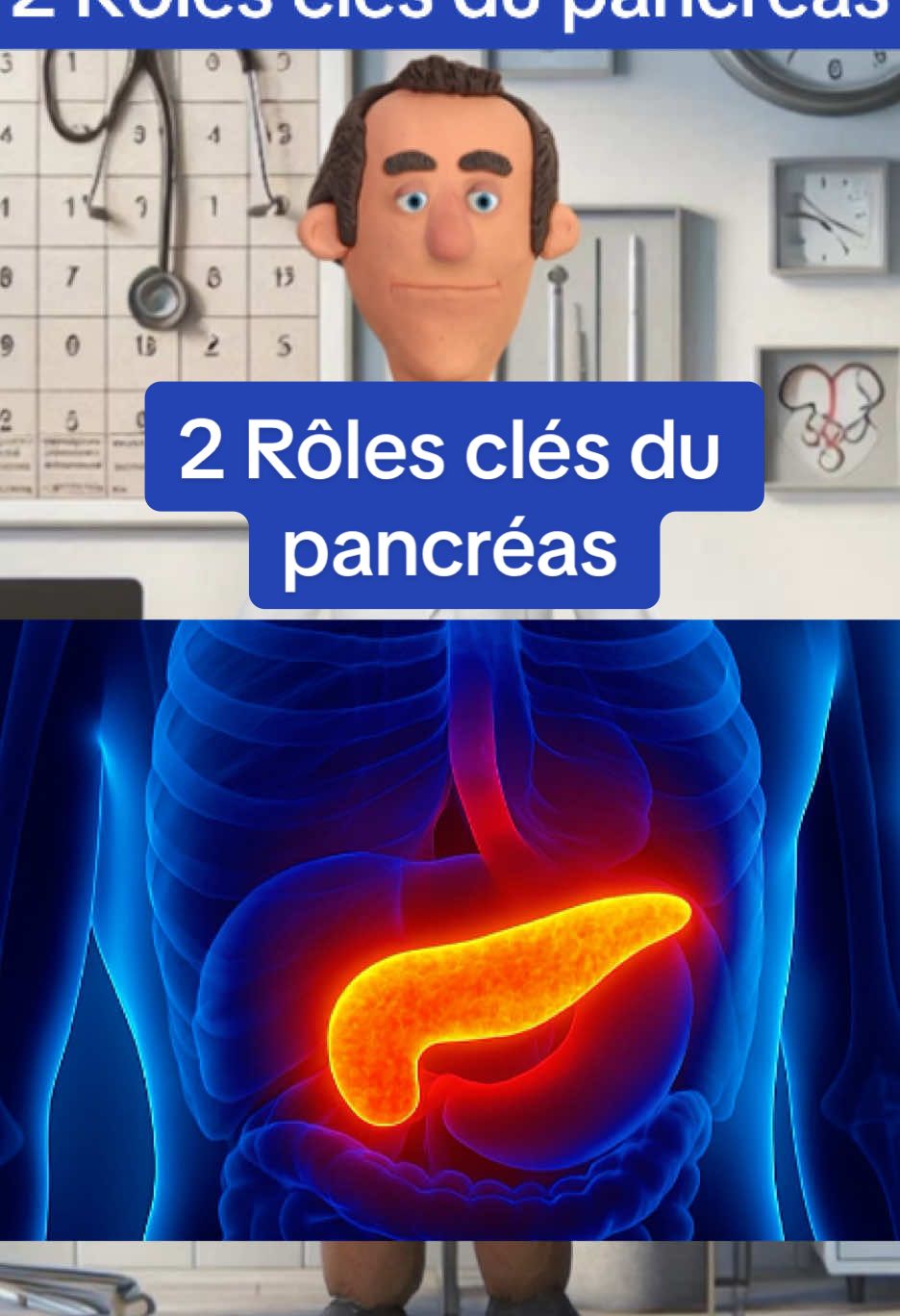 2 Rôles clés du pancréas #pancreas #organe #anatomie #medecine #vulgarisation #ifsi #etudianteinfirmière #etudiantmedecine 