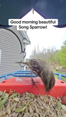 Song Sparrow fun fact - an adult male song sparrow performs anywhere from 6 to 20 difference melodies!! 🎵  #birdtok #birdwatcher #backyardbirds #songsparrow #sparrow #birdsoftiktok #birdcamera #birdbuddy #songbirds 