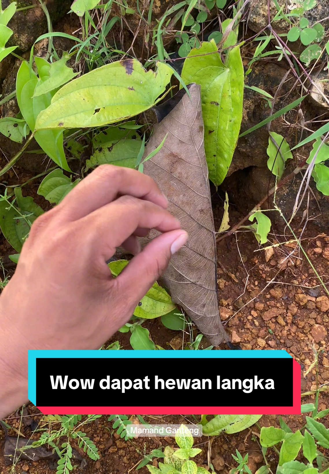 Dapat hewan langka 😱 #amazing #fyp #mamandganteng #trending 