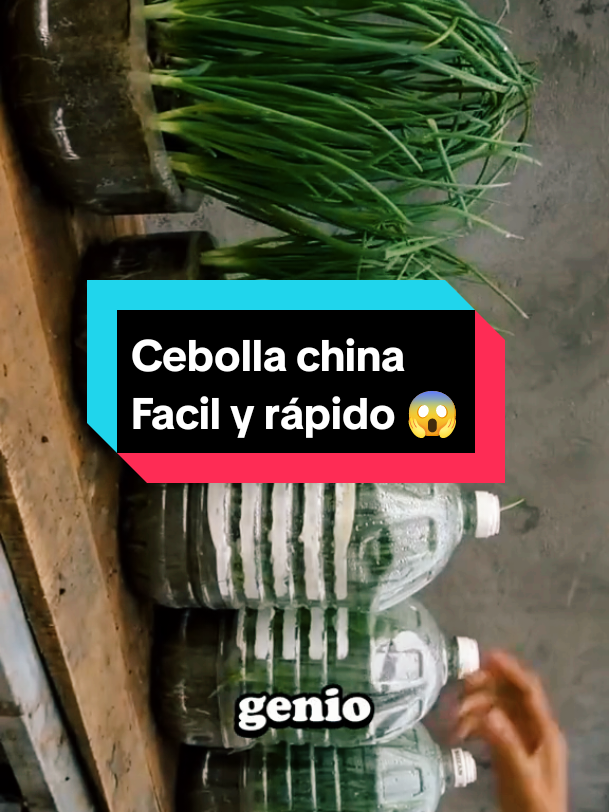 #plantas #huerto #organico Aprende a cultivar cebolla china y nunca mas te faltara en la cocina 👀🥵