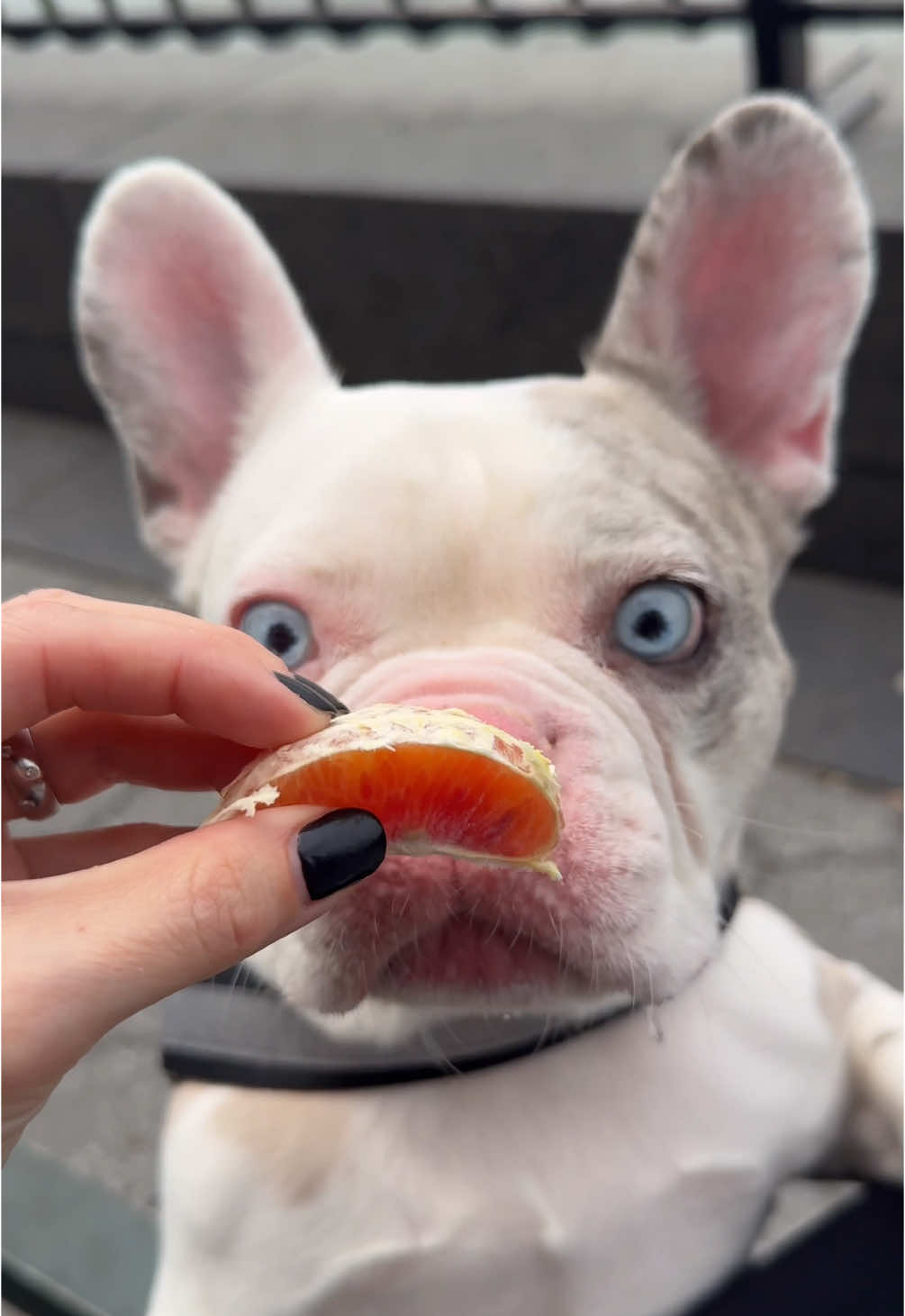 It’s gonna be a no on the blood orange 🍊 #dogmom #frenchiemom #asmr #dogasmr #dogasmreating #serotoninboost 