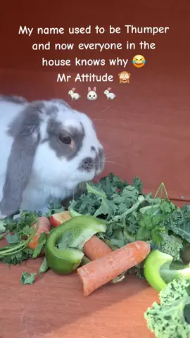 The cutest Easter bunny 🐰🐣🐇 #easterbunny #easter #minilop #adoptdontshop #fyp 