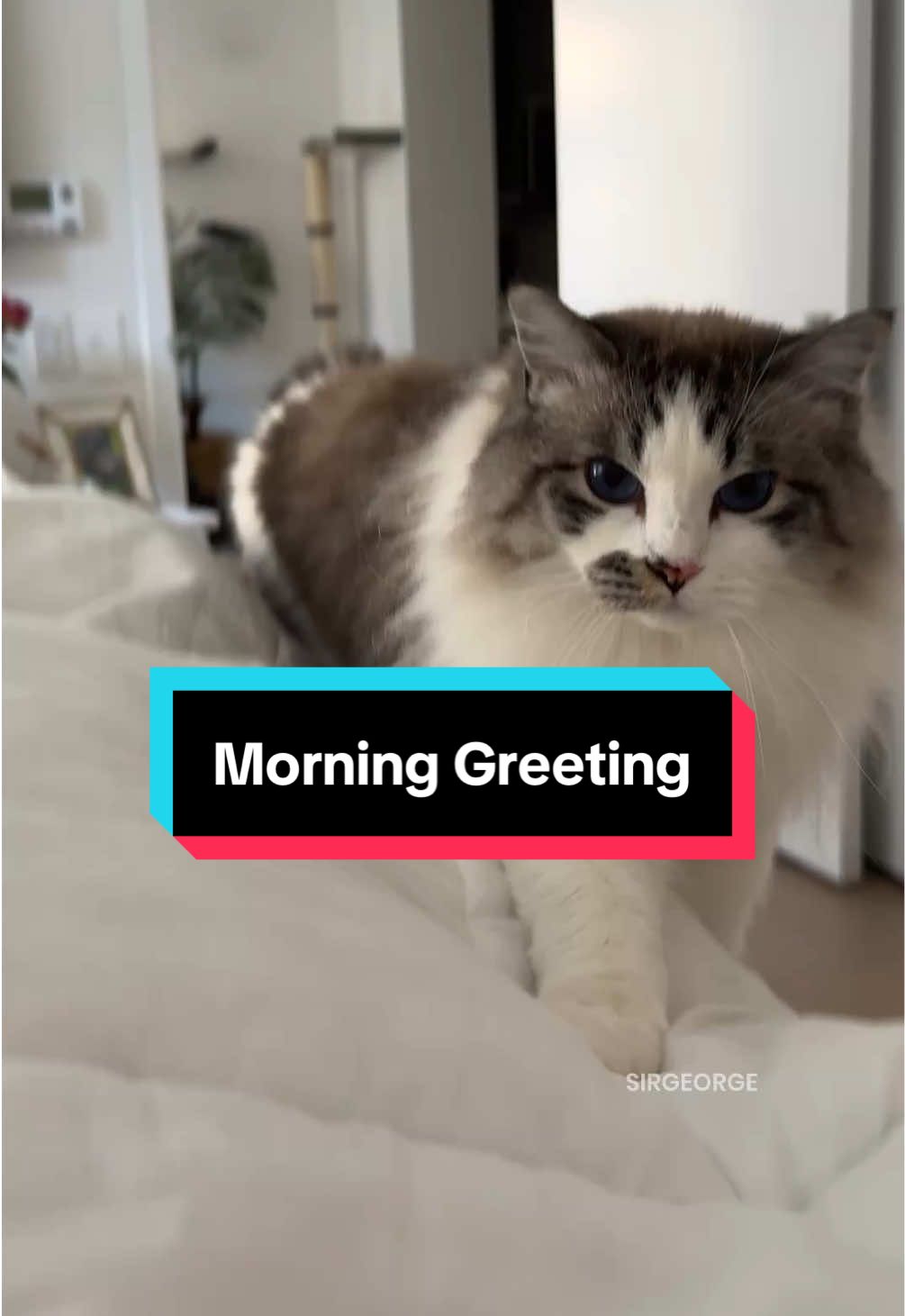 He’s the good kind of clingy #ragdoll #catsoftiktok #purr 