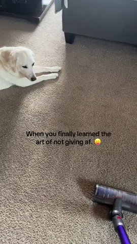 #dog #labrador #dogsoftiktok #funny #whitelab #pet #cute #fyp #kuma #housecleaning 