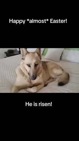 Happy Easter from our family to yours! xo #eastervideos #easterisaboutjesuschrist #easterdogs  #dogsoftiktok #germanshepherds #germanshepherdsoftiktok #bigdogs #shepherds #malinois #dogs #funnydogs #sillydogs #cutedogs #playfuldogs #abuseddogs #abusednotbroken #rescueddogs #rescueddogs #shelterdogs #fosterdogs #fosterfaildogs #savedogs #adoptdontbuy #reactivedogs #DogTraining #dogtricks #supportdogs #emotionalsupportdogs #genx #genxmom #genxgranny #genxdogmom #aff #affarmy #afffamily #fyp #fypdogs #fypanimals #animals #stemgirls #mathgirl #physics #quantumphysics #derivatives #quadraticequations #stephenking #stephenkingfan #stephenkingbooks #faithinhumanityrestored #cleanhumor #funny #chronicmyloidleukemia #leukemiapatient #chemo #tasigna #cancersucks #cancerpatient #jc #cancersurvivor #leukemiasurvivorsofar  #bestdoggoever  #lapdogs #bigdogbigbite #badassdogs 