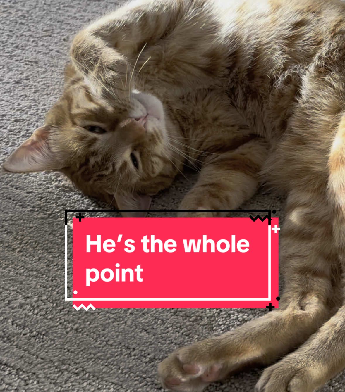 You get it. 🥹 #theothetabby #orangecatbehavior #catsoftiktok #PetsOfTikTok #orangecat #tabby #orangecatsoftiktok  #pets 
