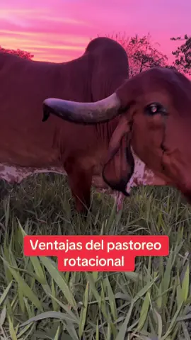 Ventajas del pastoreo rotacional.  Muchos piensan que dividir en pequeñas  áreas es acabar con el pasto o no va ver suficientes comida para las vacas 🐄. El animales es de costumbre y manejo. Ellas saben que ahí competencia de animales y se concentran  a comer su requerimiento diario, que según los expertos dicen que el 10% al 12% de su peso vivo en forraje verde. En @ganaderialluviadeverano  destinamos 1200 metros cuadrados para 30 vacas diarios durante 12 horas de pastoreo. Con aforros de 3 a 4 kilos por metros cuadrados es decir 3600 kilos de forraje verde diario  para 30 animales de aproximadamente 500 kilos.  #pasionporelcampo  #lechería  #girolando  #gyr  #leche  #lecheapasto  #agro  #soyagropecuario  #ganaderia  #hastaqueseacomosoñamos 