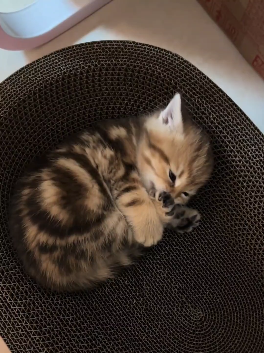 Give itself a bath😊.#cats #kitten #pets #cute 