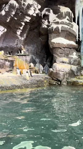 Amoooooo esses pinguins 🐧  @SeaWorld Orlando  #fyp #vaiprofy #pinguim 