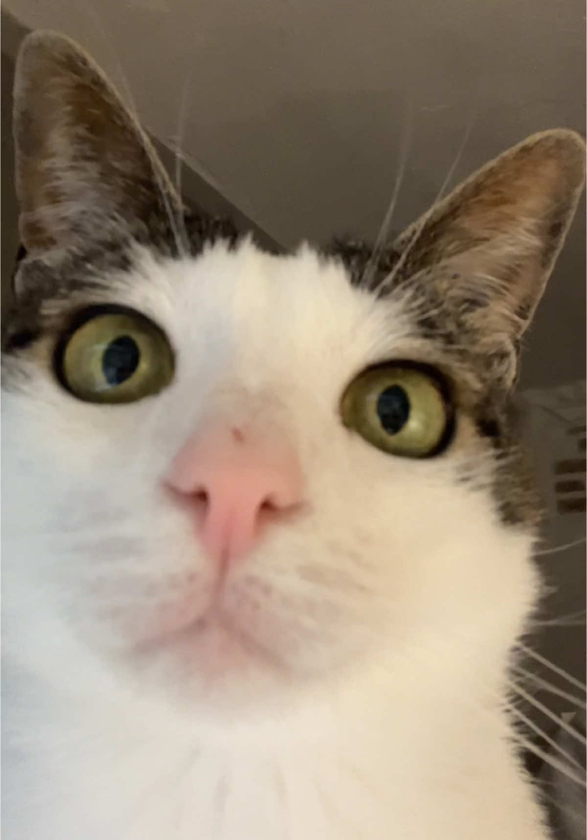 Luna watching birds on YouTube 