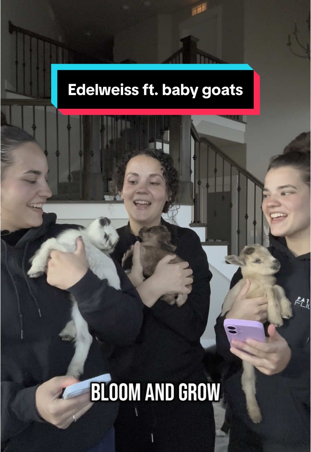 Did we find our new series?? Also thank you to @three.in.the.afternoon for this arrangement! #musiciansoftiktok #edelweiss #siblingband #femalesinger #babygoat #babygoats 