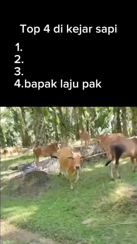 di kejar sapi
