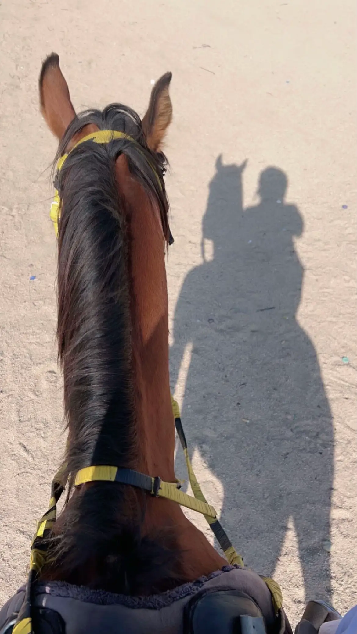 #اكسبلورexplore #خيل #عشوايات 