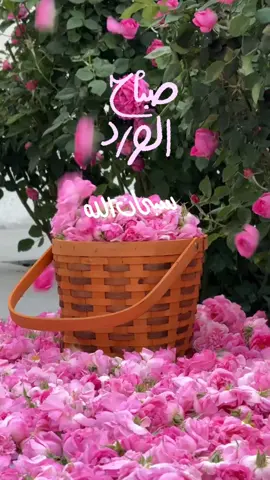 #صباح_الخير#نشيد#بدون_موسيقى#ورد_الطائف#مهرجان_الورد_الطائفي 