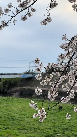 Enjoy nature momen🌸#ponorogo24jam #foryou #jisshusei🇮🇩x🇯🇵 #aichi 