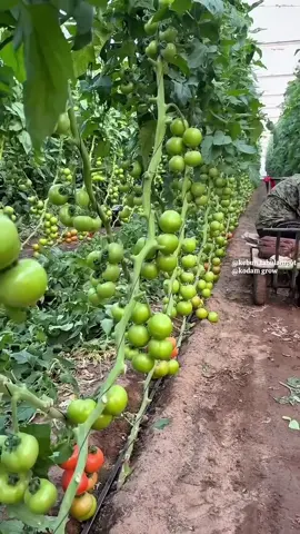 Beginilah cara menanam tomat dengan benar #caramenanam #petanitomat #tomato #fyi #pertanian #perkebunan #tipsberkebun #trikpintar 