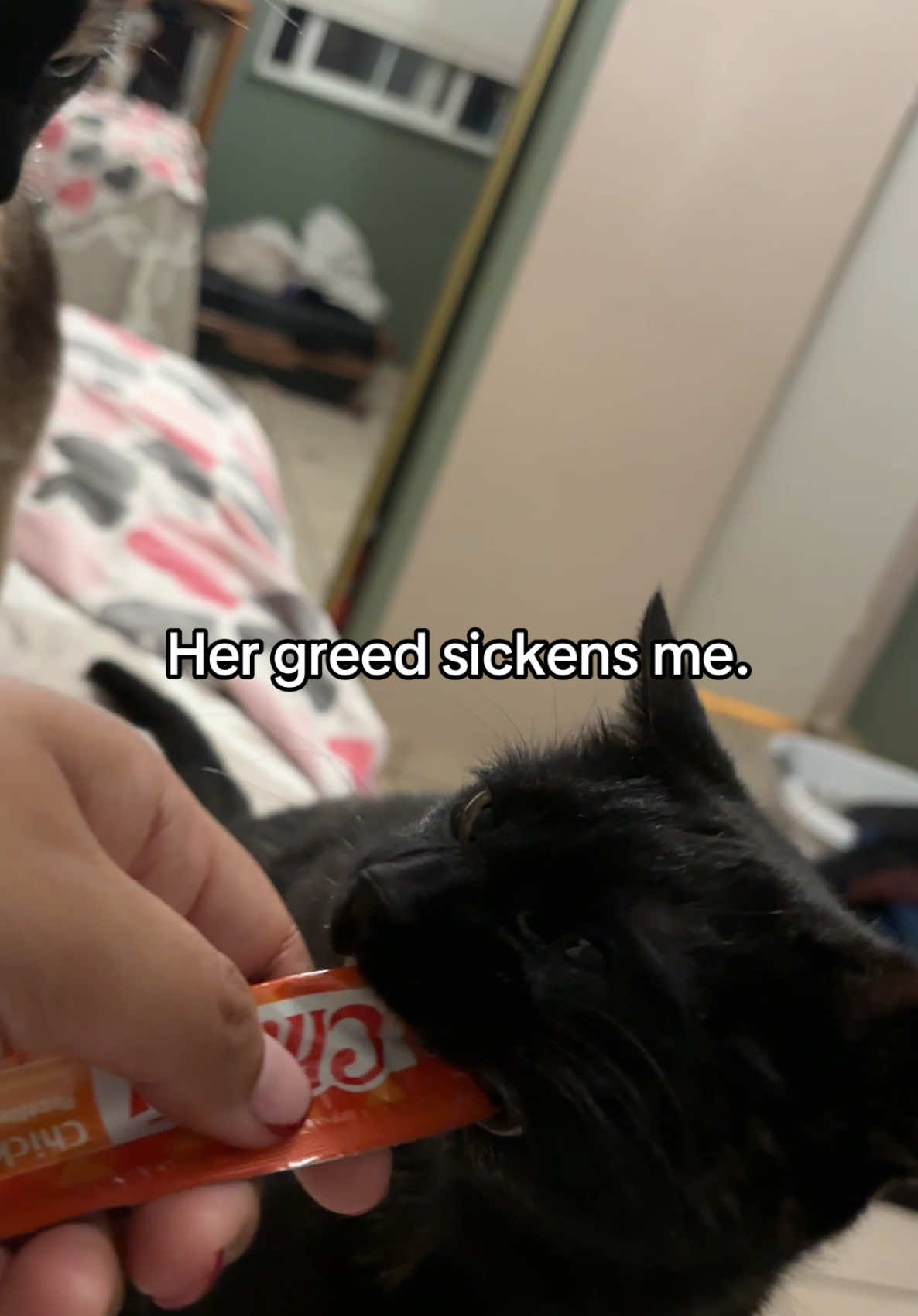 #cats #catslovers #greed #churu @Inaba_churu 