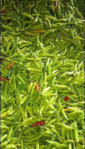 Panen 20kg 😱😱 #petaniindonesia🇮🇩🇮🇩🇮🇩🌿🌿 #petanimuda #petanimilenial #petanicabai #petanicabaiindonesia #petanigenz #cabaimerah #demak24jam 