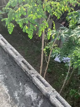 Kawiting sinawang #foryou #liriklagu #liriklagujawa #kawitingsinawang #fyp #viral #trending 