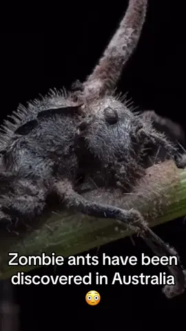 Zombie ants have been discovered by scientists in Australias outback territory. #popular #fyp #australia 