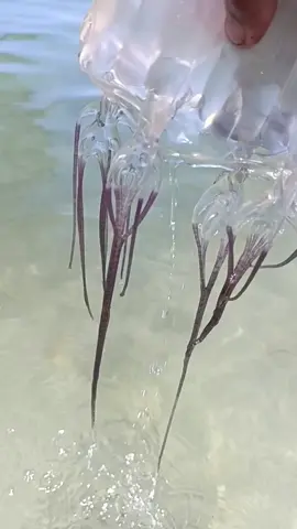 Yummy box jellyfish 🪼🪼  #hightlighsforevereyone 