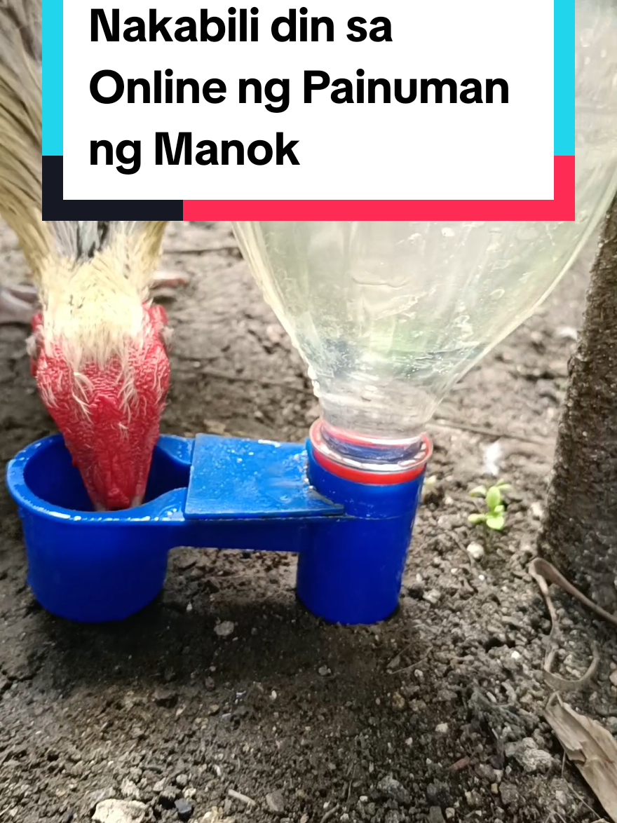 Nakabili din sa Online ng Painuman ng Manok